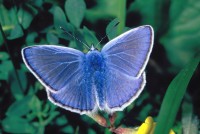 Polyommatus icarus