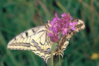 Papilio machaon