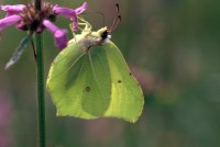 Gonepteryx rhamni