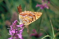 Fabriciana adippe