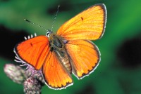 Lycaena dispar