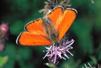 Lycaena dispar