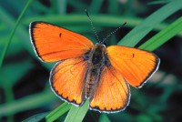 Lycaena dispar