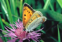 Lycaena dispar