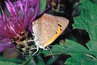 Lycaena phlaeas