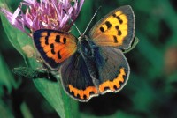 Lycaena phlaeas