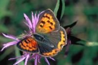 Lycaena phlaeas