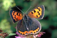 Lycaena phlaeas