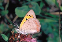 Lycaena phlaeas