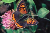 Lycaena phlaeas