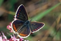 Aricia agestis