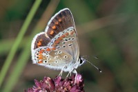 Aricia agestis