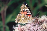 Vanessa cardui