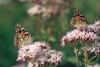 Vanessa cardui