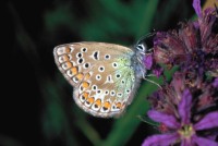 Polyommatus icarus