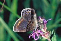 Polyommatus icarus