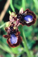 Ophrys speculum