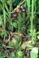 Ophrys speculum