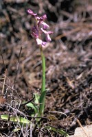 Anacamptis morio subsp. syriaca