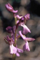 Anacamptis morio subsp. syriaca