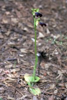 Ophrys iricolor