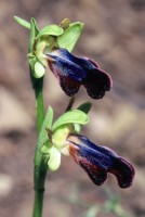 Ophrys iricolor