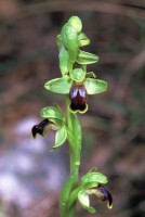 Ophrys fusca subsp. cinereophila