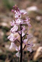 Orchis anatolica