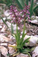 Anacamptis morio subsp. syriaca