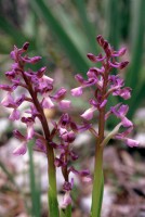 Anacamptis morio subsp. syriaca