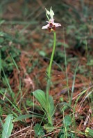 Ophrys holoserica subsp. homeri