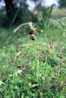 Ophrys mammosa