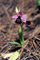 Ophrys ferrum-equinum