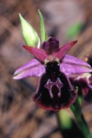 Ophrys ferrum-equinum