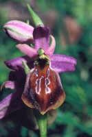 Ophrys lycia