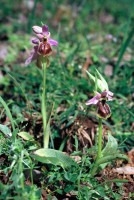 Ophrys lycia