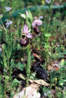 Ophrys lycia