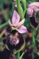 Ophrys lycia