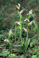 Ophrys umbilicata