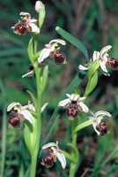 Ophrys umbilicata