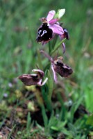 Ophrys ferrum-equinum