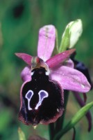 Ophrys ferrum-equinum