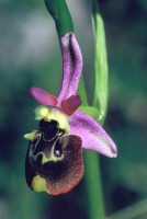 Ophrys holoserica subsp. heterochila