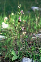 Ophrys holoserica subsp. heterochila