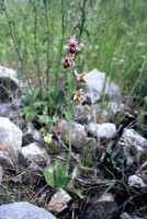 Ophrys lesbis