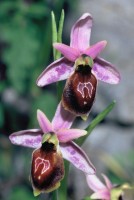 Ophrys lesbis