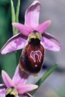 Ophrys lesbis