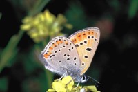 Lycaena thersamon