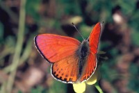 Lycaena thersamon