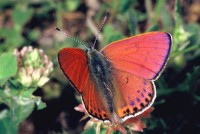 Lycaena thersamon